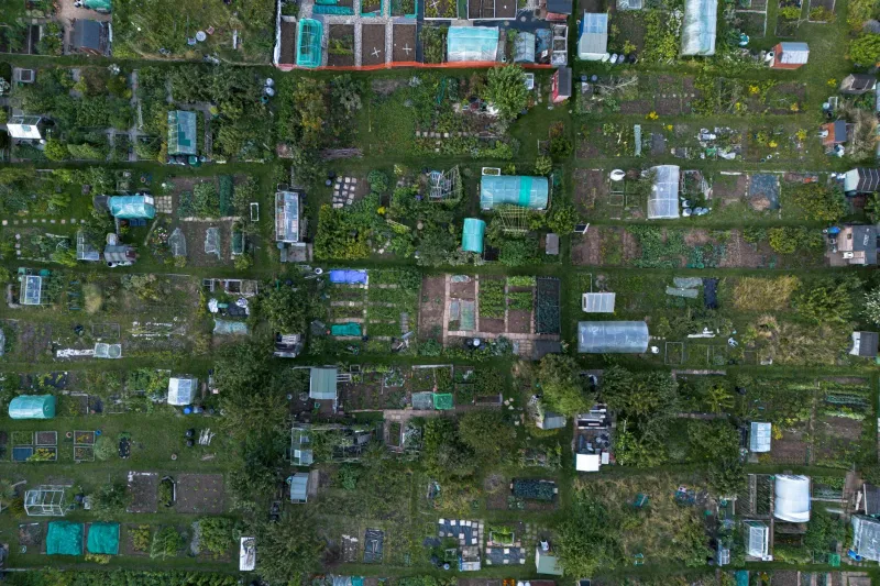 Plot Neighbours, Life Friends: How Britain's Allotments Are Quietly Curing Loneliness