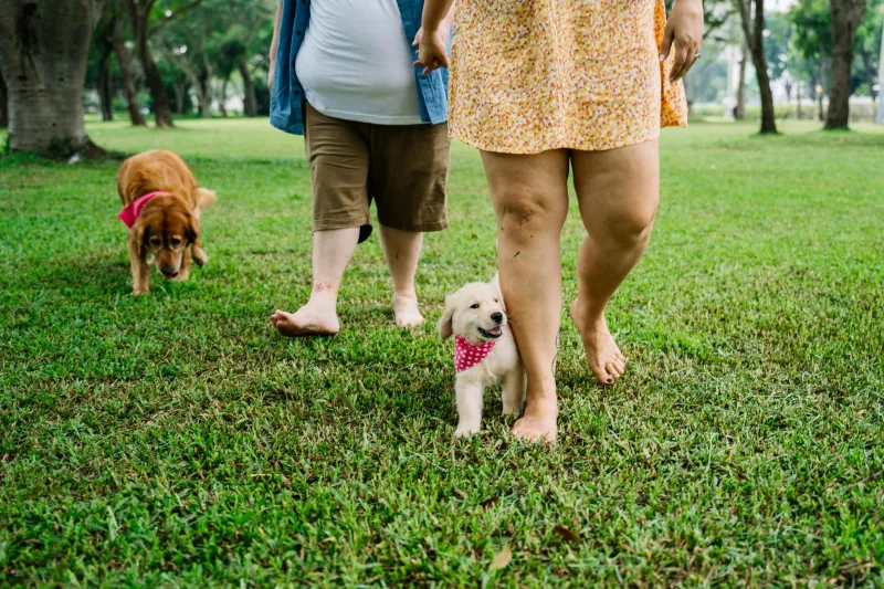 Paws for Thought: The Surprising Health Data That's Got Scientists Barking Mad About Dog Walking