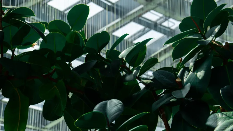 Jungle Office: The Great British Workplace Plant Takeover That's Quietly Fixing Our Frazzled Brains