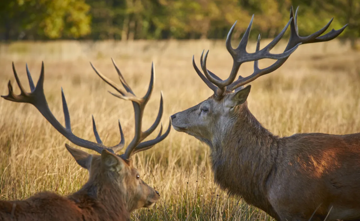 Bushy Park