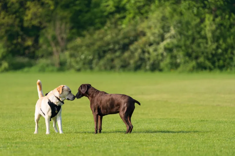 Paws, Parks and People: The Four-Legged Secret to Britain's Loneliness Problem
