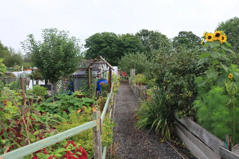 Worth the Wait: Why Being on an Allotment Waiting List Is Already Good for You